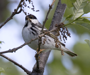 Blackpoll Warbler 6348